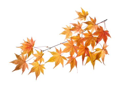 Branch Of Tree PNG, Maple Leaves  autumn leaves isolated on white