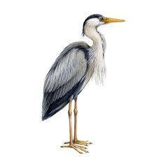 Heron bird watercolor illustration. Ardea herodias avian single image. Hand drawn realistic great blue heron image. Wildlife lake, river water habitat wildlife bird.