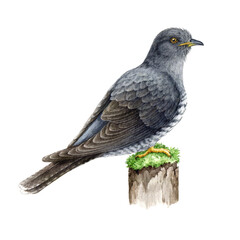 Cuckoo bird on a mossy stump. Watercolor illustration. Hand drawn realistic forest wildlife bird. Common cuckoo detailed portrait. European native forest avian.