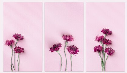 Natural flowers cornflower on pink background. Set of stories templates with copyspace. Top view nature aesthetic vertical phone backgrounds. Spring, summer minimal floral fon with pink blooms.