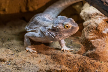 Agama australian - Pogona vitticeps - another name Agama bearded lizard in a terrarium.