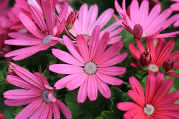 Beautiful blooming cineraria in sunny March