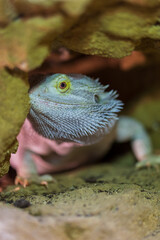 Agama australian - Pogona vitticeps - another name Agama bearded lizard in a terrarium.