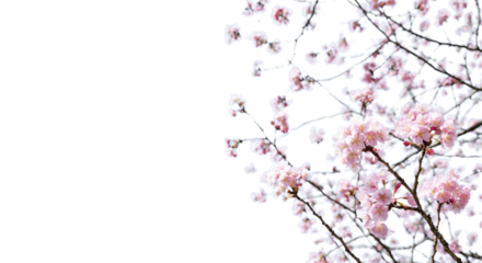  満開の桜の花が風に揺れるアップマクロ撮影　入学・入社・入園・花見・春・春雨のイメージ