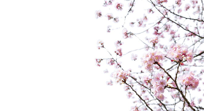  満開の桜の花が風に揺れるアップマクロ撮影　入学・入社・入園・花見・春・春雨のイメージ