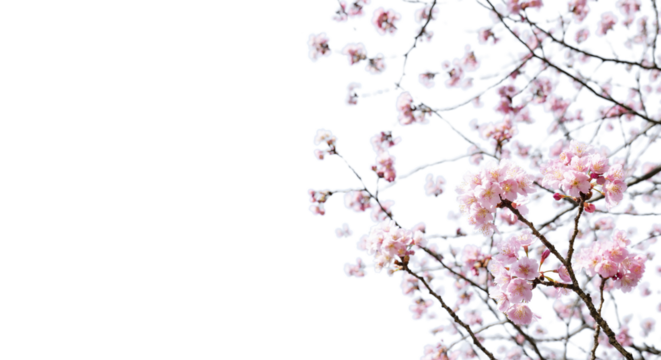  満開の桜の花が風に揺れるアップマクロ撮影　入学・入社・入園・花見・春・春雨のイメージ