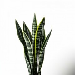 Isolated minimalistic image of a snake plant on white background Generative AI