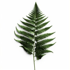 Fototapeta na wymiar Isolated minimalistic image of a fern leaf on white background Generative AI