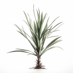 Fototapeta premium Isolated minimalistic image of a yucca plant on white background Generative AI