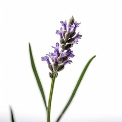 Obraz premium Isolated minimalistic image of a lavender plant on white background Generative AI
