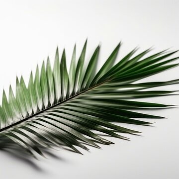 Isolated minimalistic image of a palm leaf on white background Generative AI
