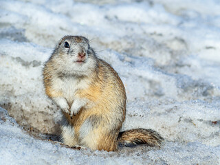 Gopher on the snow in winter-colored fur. Rodents right after winter hibernation.