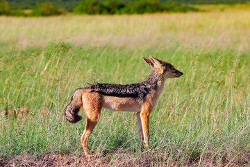 A young male Black Backed Jackal (Canis mesomalas) in Masai Mara National Park, Kenya.