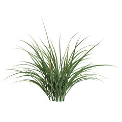 3d illustration of miscanthus bush isolated on transparent background