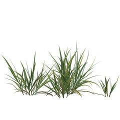 3d illustration of miscanthus bush isolated on transparent background