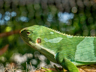 lizard