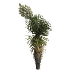 3d illustration of yucca decipiens isolated on transparent background