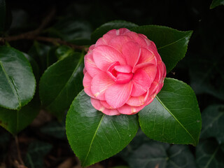 camellia