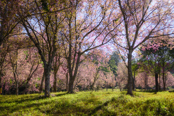 Sakura Cherry blossoming trees in park. morning sun rays in beautiful scenic park with flowering cherry sakura trees and green lawn in field. romantic natural season in Japan or Korea in April.
