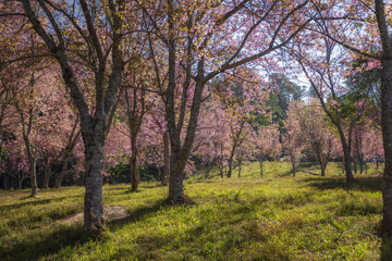 Fototapeta na wymiar Sakura Cherry blossoming trees in park. morning sun rays in beautiful scenic park with flowering cherry sakura trees and green lawn in field. romantic natural season in Japan or Korea in Spring time.