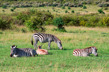 Obraz premium Zebra grazing and wallow behind the green grass in the flowering savannah at Ngorongoro Crater Conservation Area, Tanzania. East Africa