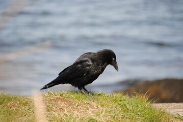 Corvid