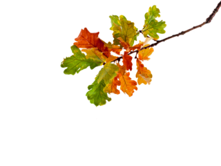 Small Branch Of Oak Tree PNG, Branch Of Tree, red oak leaves