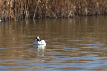 smew in a pond