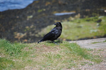 Corvid