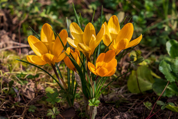 crocus gialli