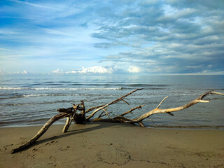 Timber beached along the beach between Marina di Castagneto and San Vincenzo Tuscany Italy