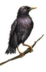 Drawing of a blackbird sitting on a branch. Birds. Watercolor drawing.
