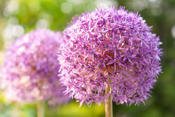 日を浴びるアリウム