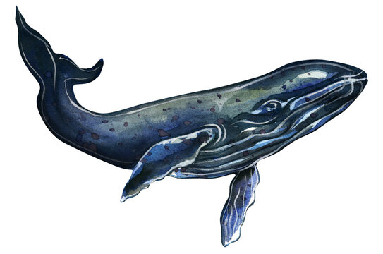 Whale drawing. Underwater giants. Watercolor drawing.
