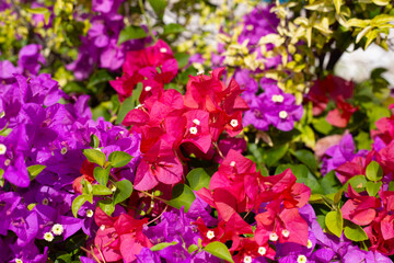Beautiful bougainvillea flowers with green leaves