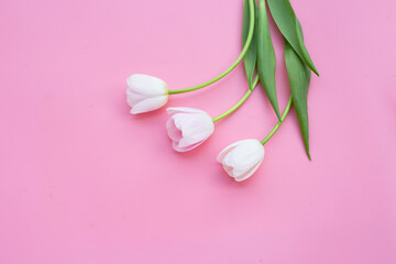 White pink tulips on pink background.