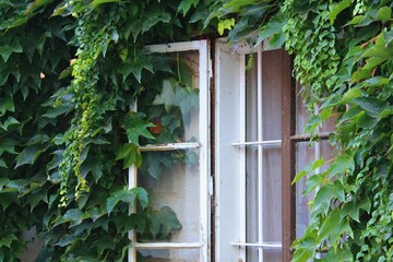 The window on the house is completely overgrown with ivy.