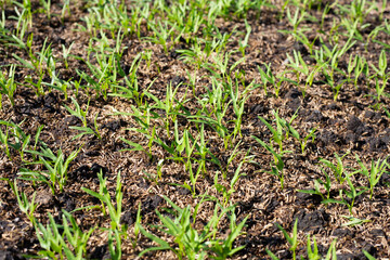 Young water convolvulus in vegetable patch