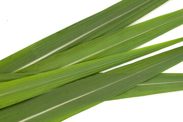 Sugar cane leaves on white background.