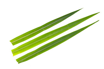 Sugar cane leaves on white background.