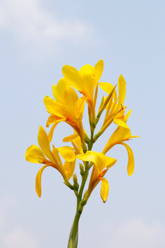 Beautiful canna yellow flower with blue sky