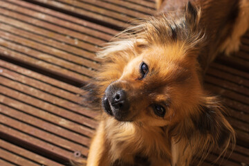 Cute fluffy German pomeranian Chihuahua cross portrait