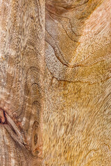 Wooden board in bright colors as texture