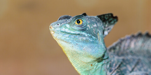 Basilisk helmeted in a terrarium. close-up. macro.