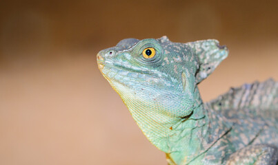 Basilisk helmeted in a terrarium. close-up. macro.
