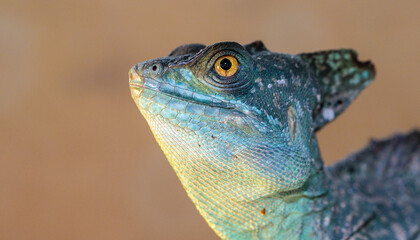 Basilisk helmeted in a terrarium. close-up. macro.