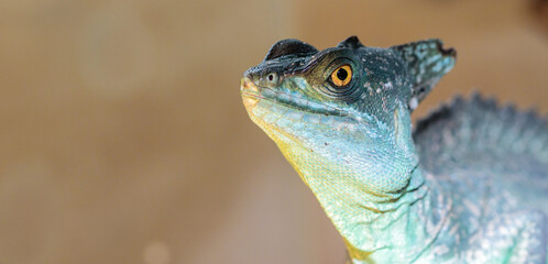 Basilisk helmeted in a terrarium. close-up. macro.