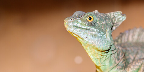 Basilisk helmeted in a terrarium. close-up. macro.