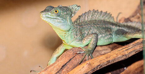 Basilisk helmeted in a terrarium. close-up. macro.