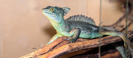 Basilisk helmeted in a terrarium. close-up. macro.